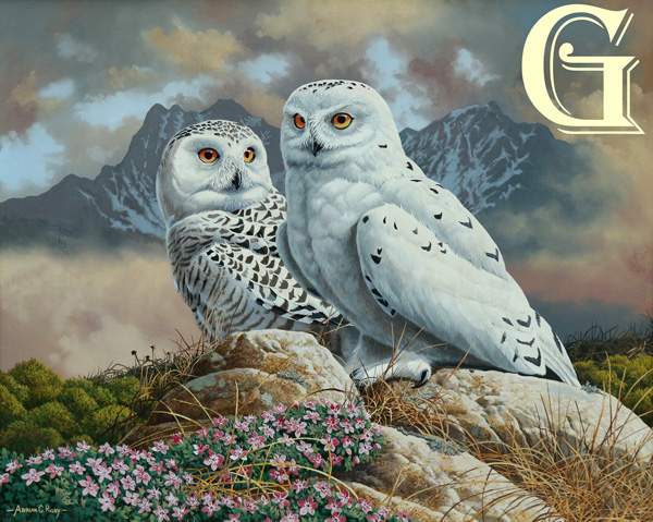 Adrian Rigby, original painting, SNOWY OWLS