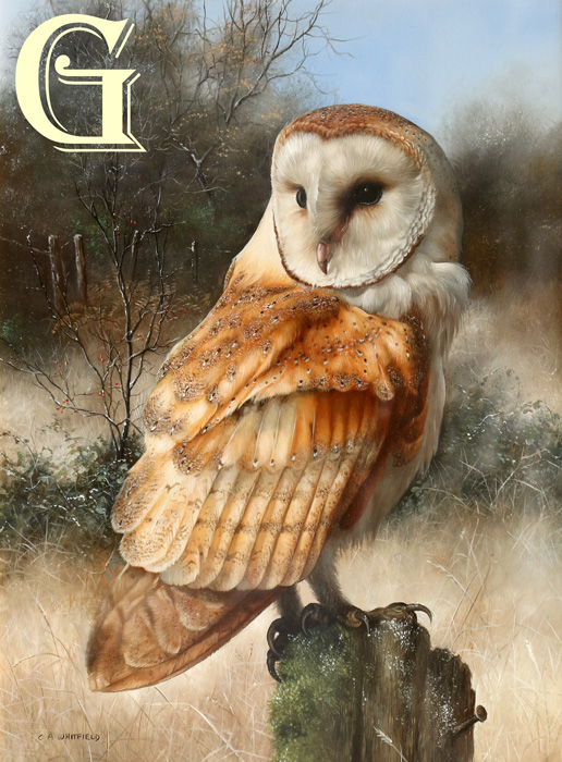 Carl Whitfield oil painting,  BARN OWL