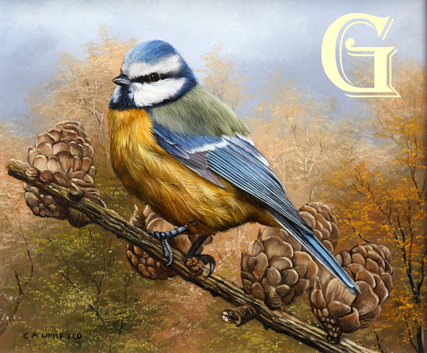 Carl Whitfield oil painting . BLUETIT ON PINE CONES