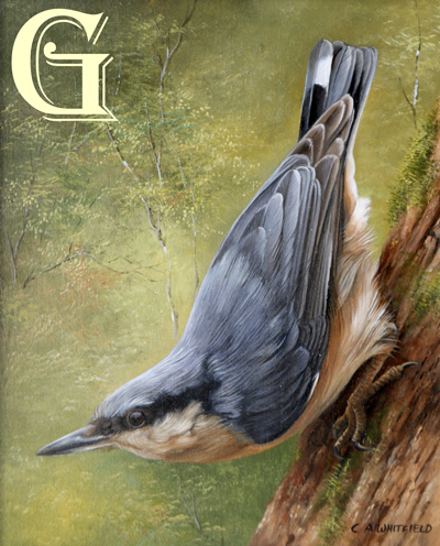 Carl Whitfield oil painting .NUTHATCH