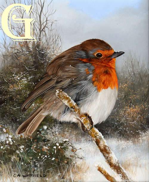 Carl Whitfield oil painting. WINTER ROBIN
